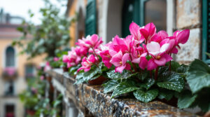 scopri cosa fare con i ciclamini sotto la pioggia: lasciarli all'aperto o portali dentro? una risposta sorprendente per prenderti cura al meglio delle tue piante il 22 dicembre 2025.